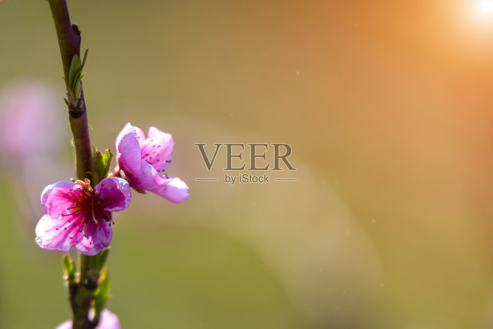 春天桃树绽放紫粉背景照片摄影图片