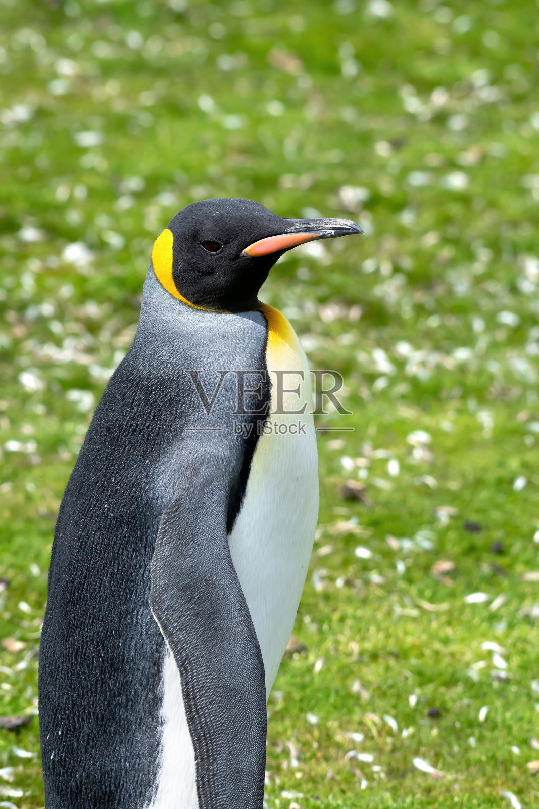 帝企鹅的肖像照片摄影图片
