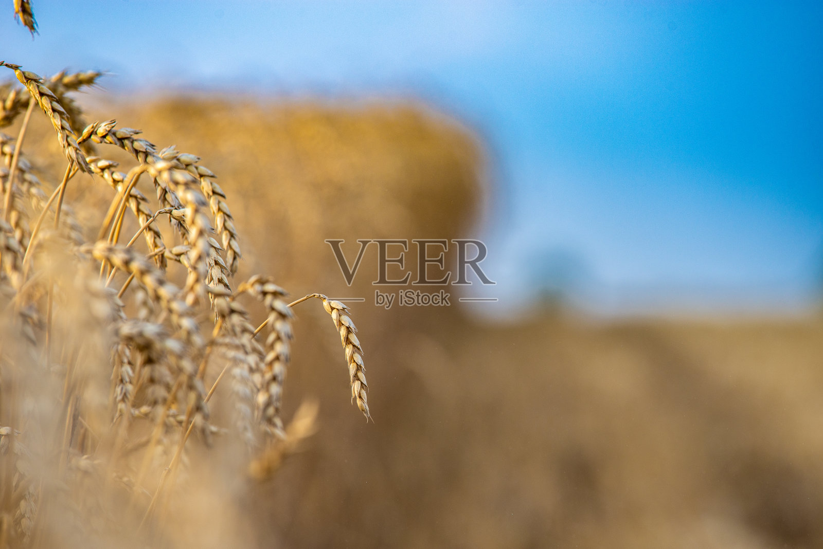 麦田照片摄影图片