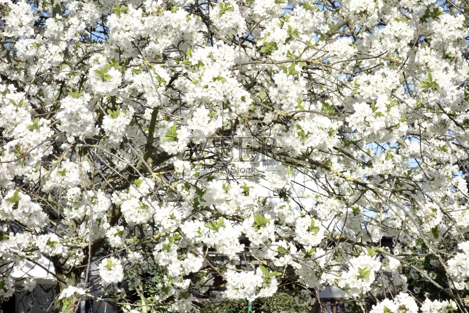 德国莱茵兰的樱花和水果在春天盛开照片摄影图片