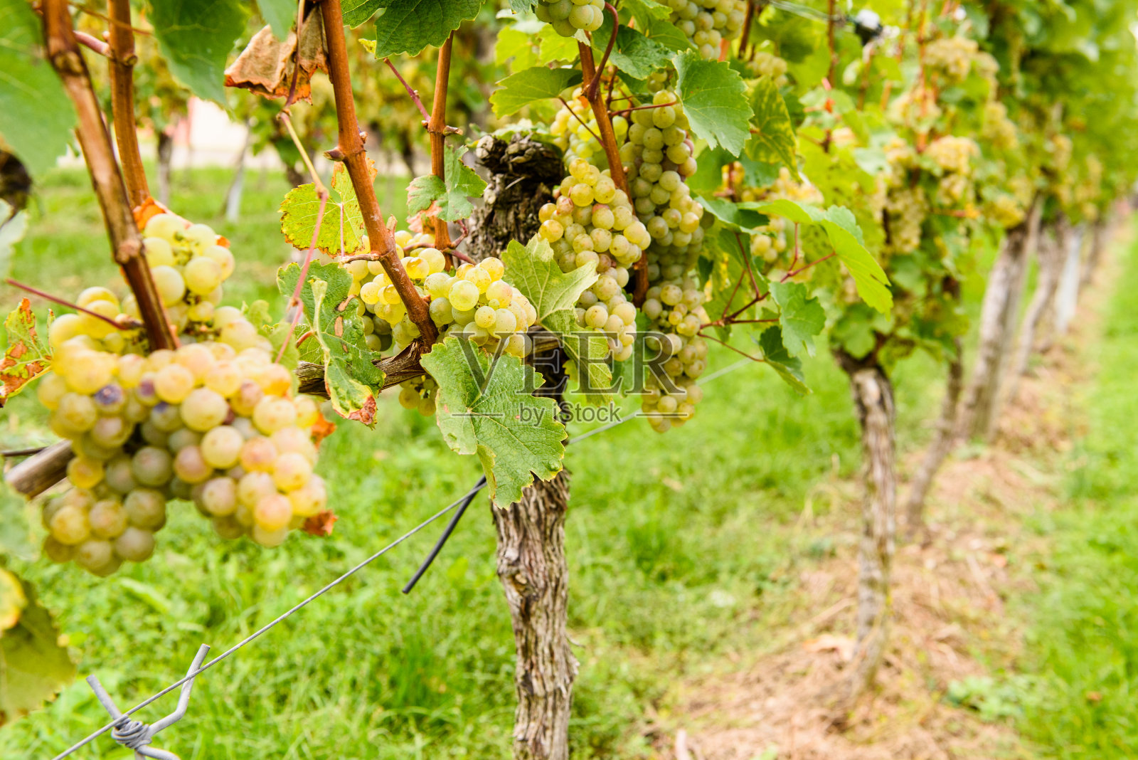 绿红葡萄谷农场种植夏季收获农业照片摄影图片