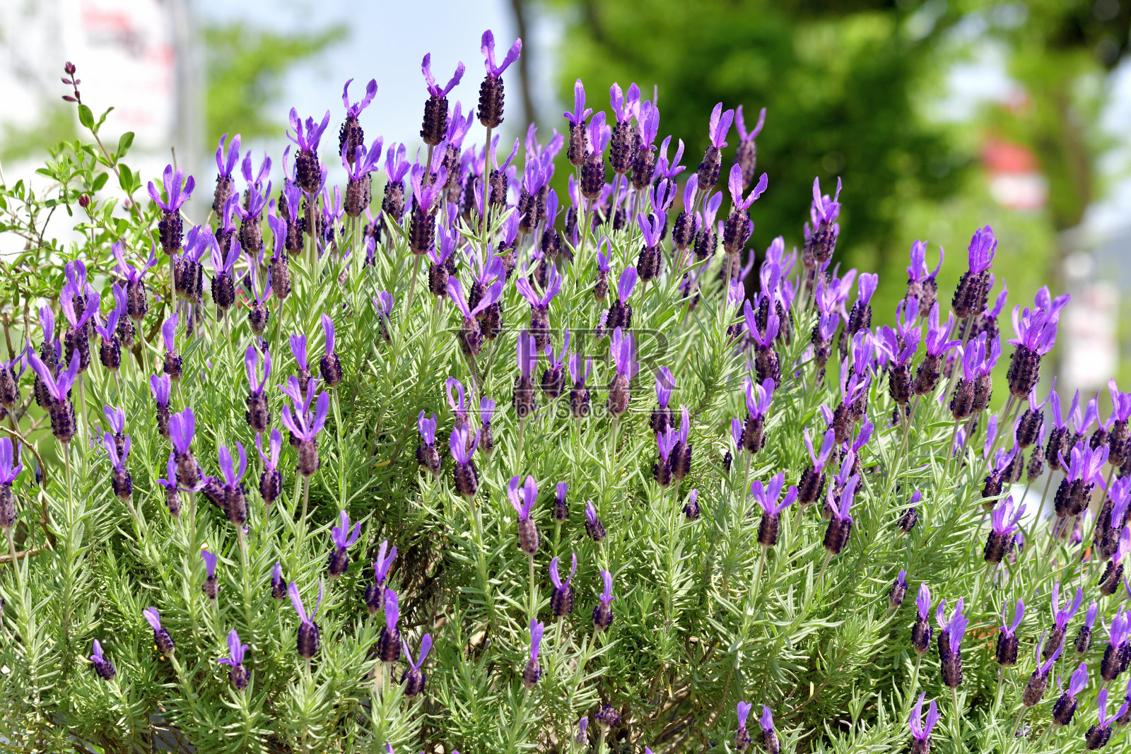 薰衣草/法国薰衣草/流苏薰衣草照片摄影图片