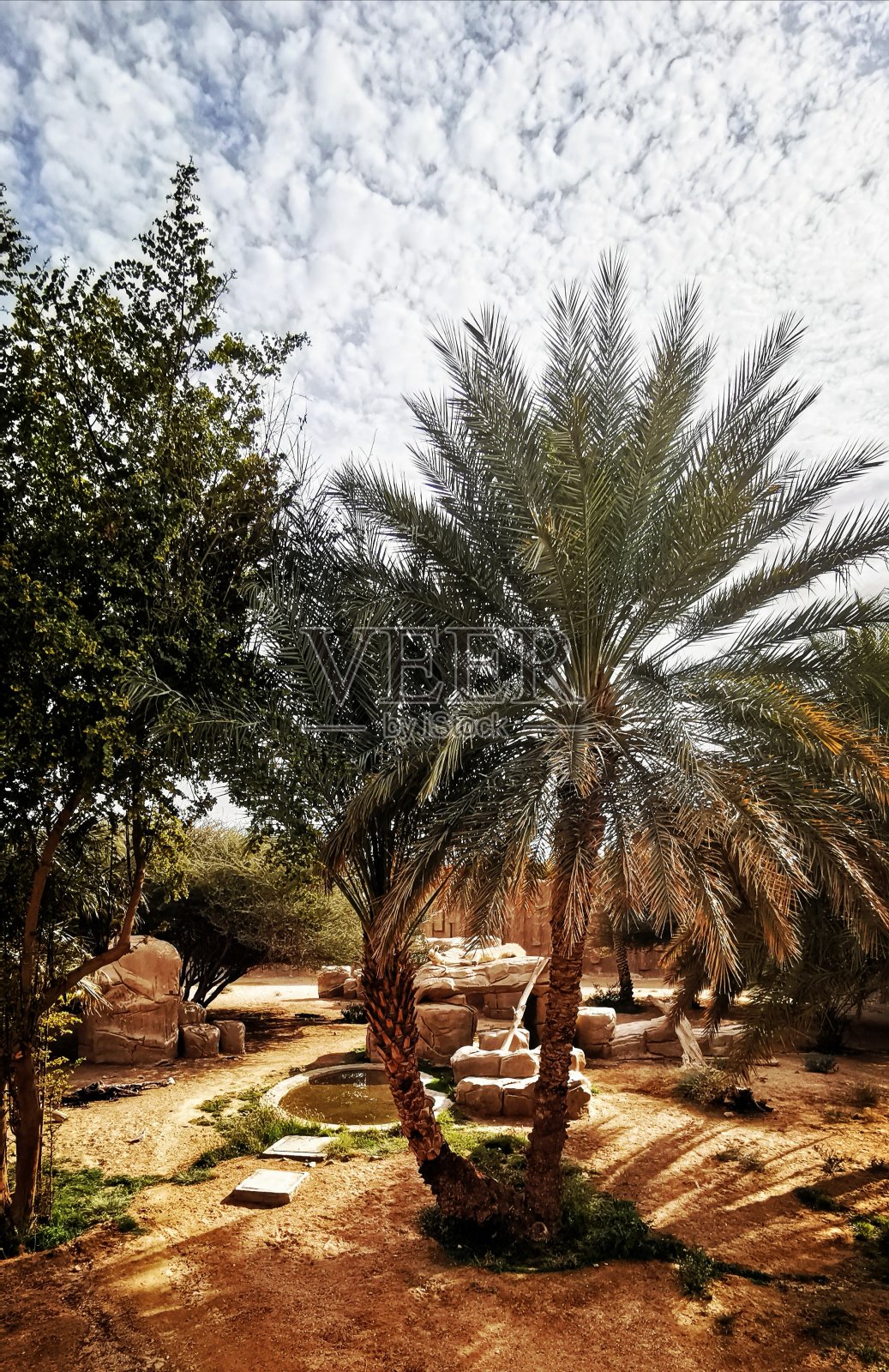 棕榈树照片摄影图片