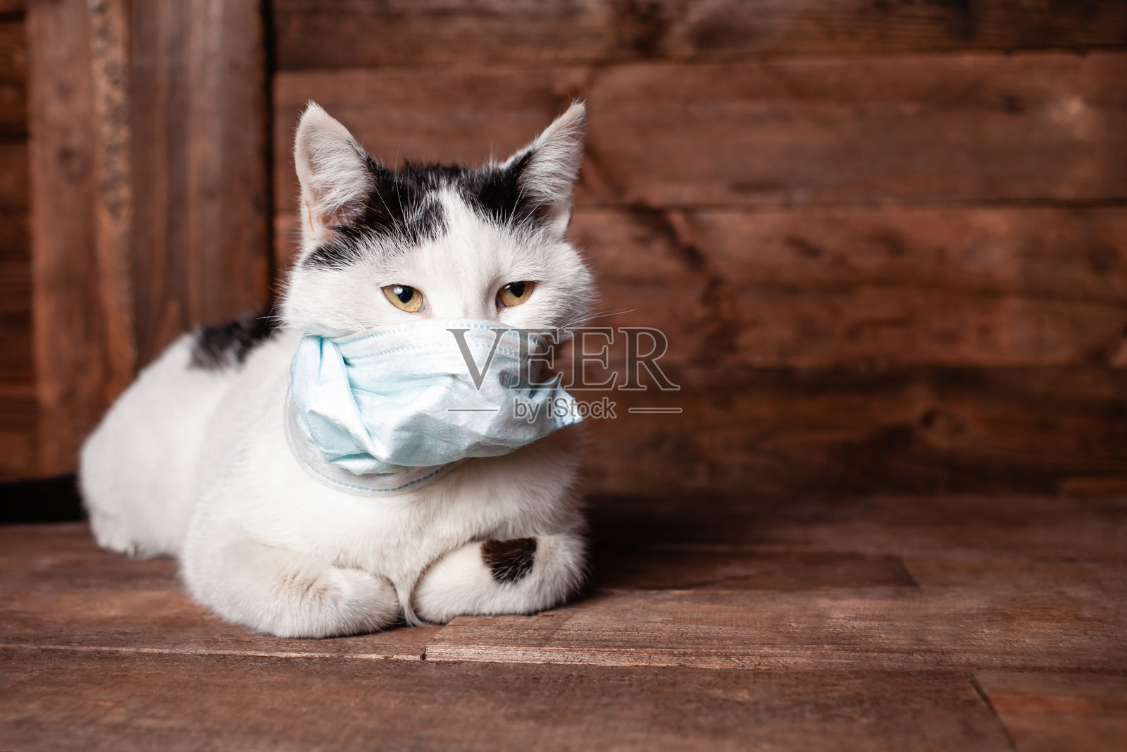 带着医用面具的黑白猫照片摄影图片