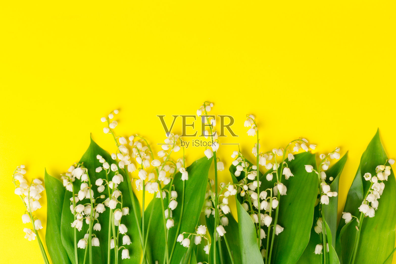 在黄色背景上分离的铃兰(铃兰属)照片摄影图片