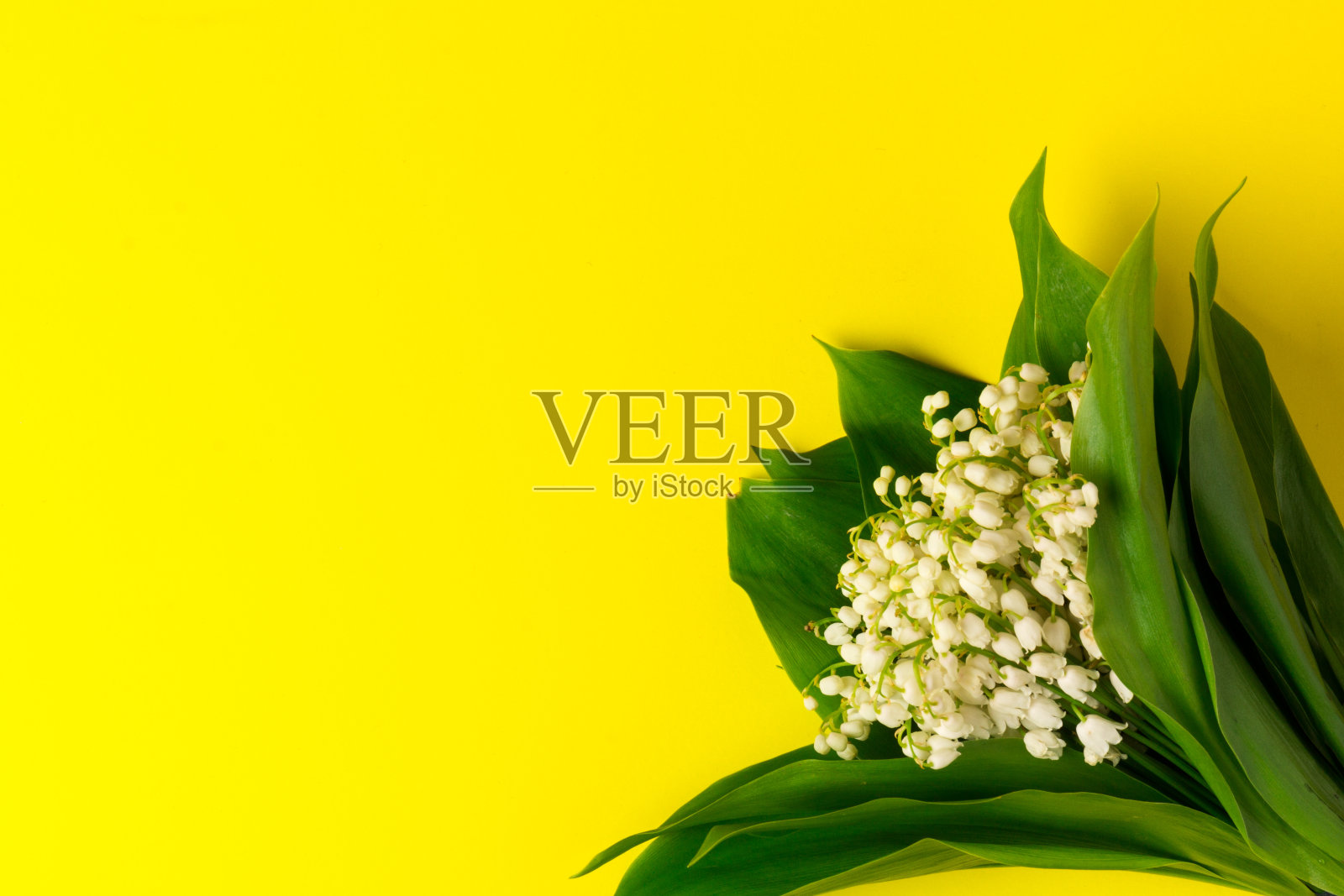 在黄色背景上分离的铃兰(铃兰属)照片摄影图片