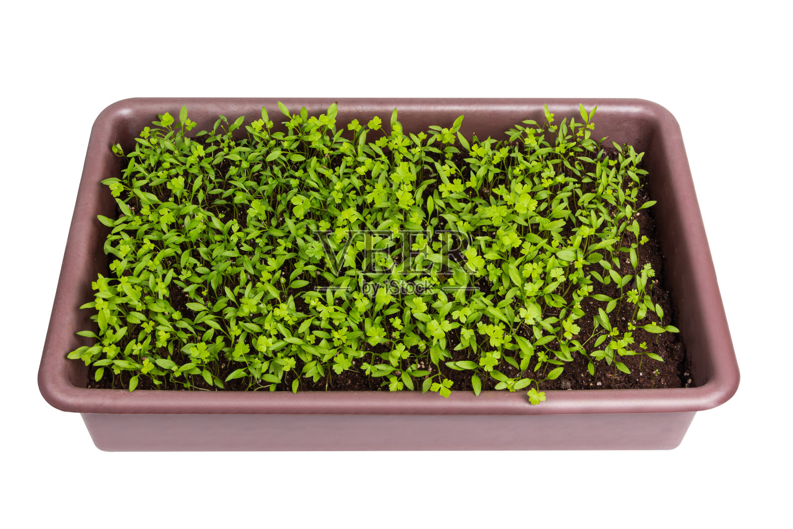 在白色背景下隔离的塑料容器中的幼欧芹照片摄影图片