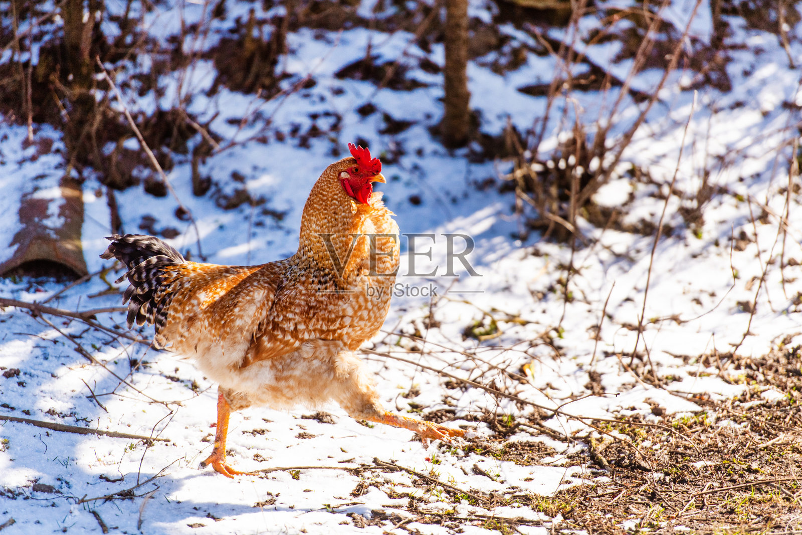 农场里的小鸡和公鸡。自由放牧。生态农场。照片摄影图片