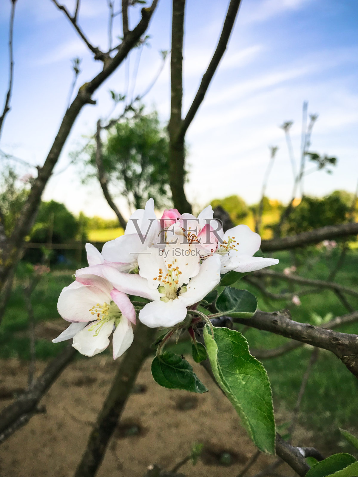 苹果在春天开花照片摄影图片