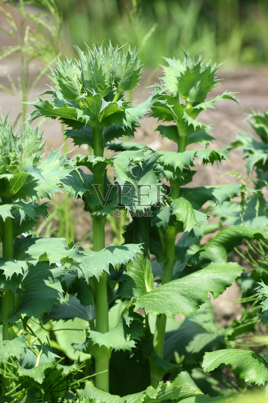 春天花园里的植物照片摄影图片