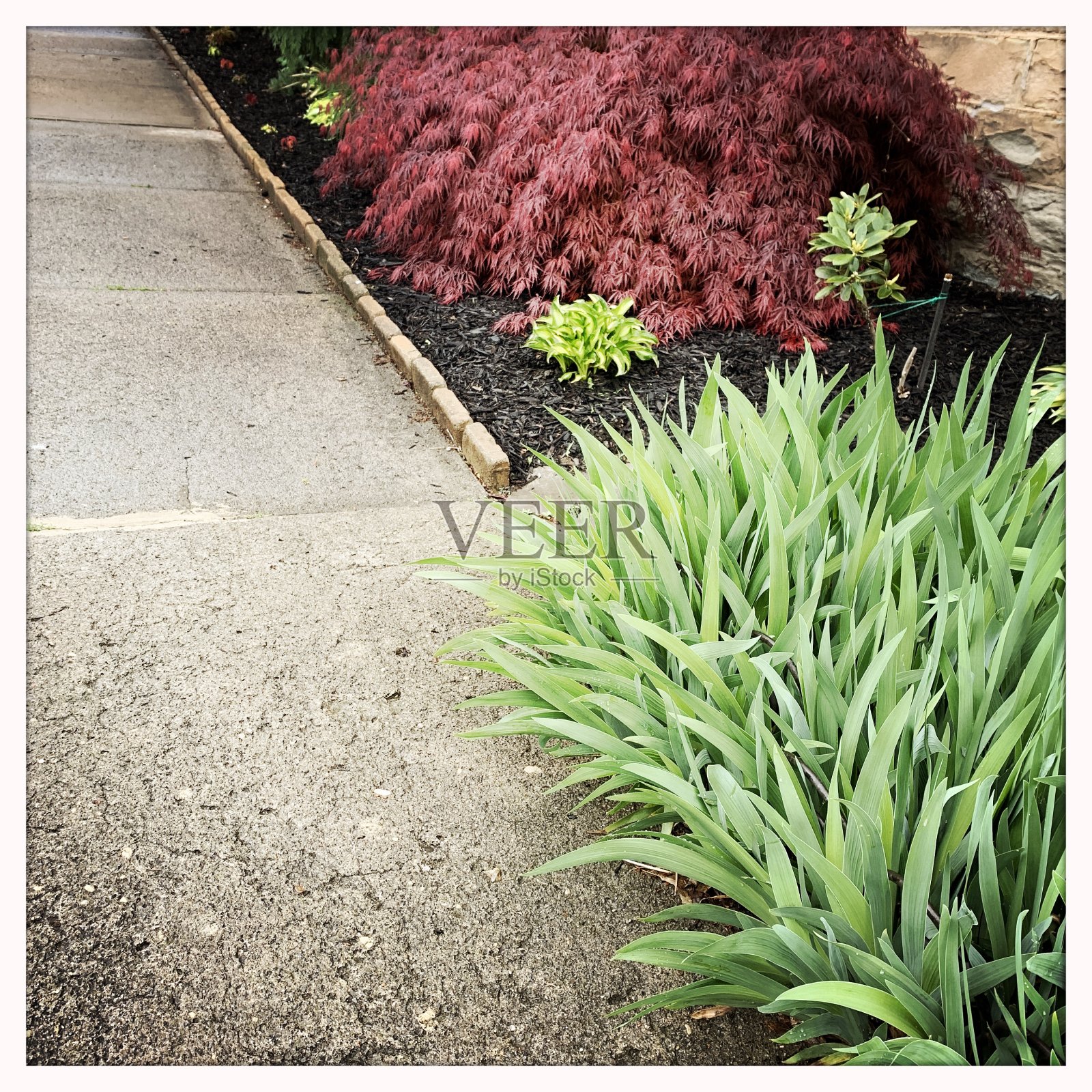 人行道旁的花园床照片摄影图片