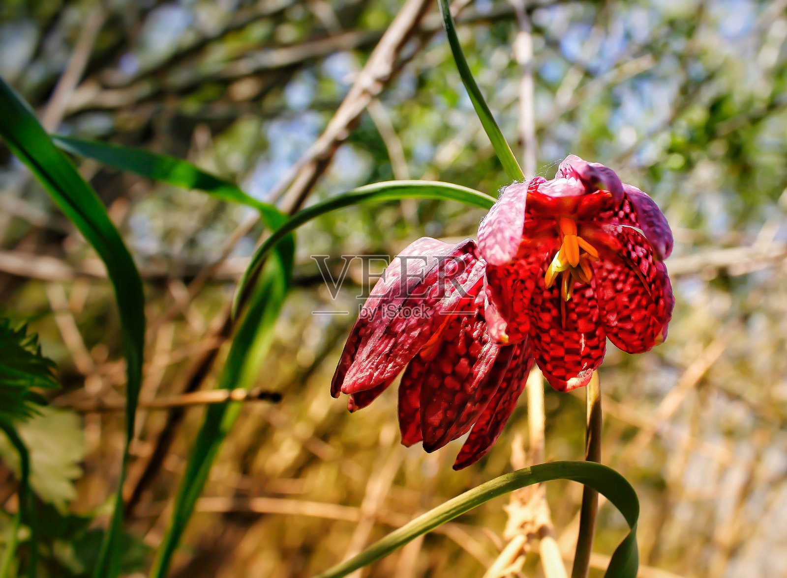 粉红色开花植物特写镜头照片摄影图片