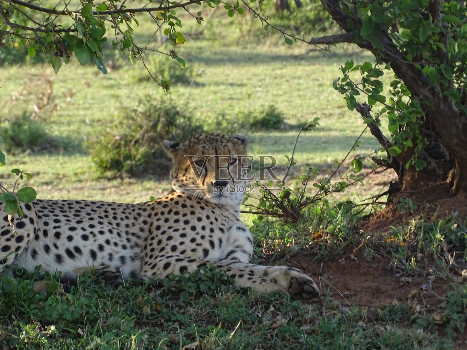 豹放下照片摄影图片