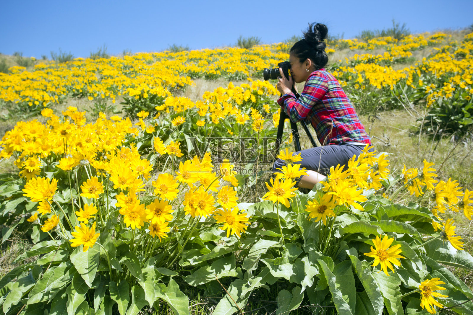 成年女子拍摄香叶花照片摄影图片