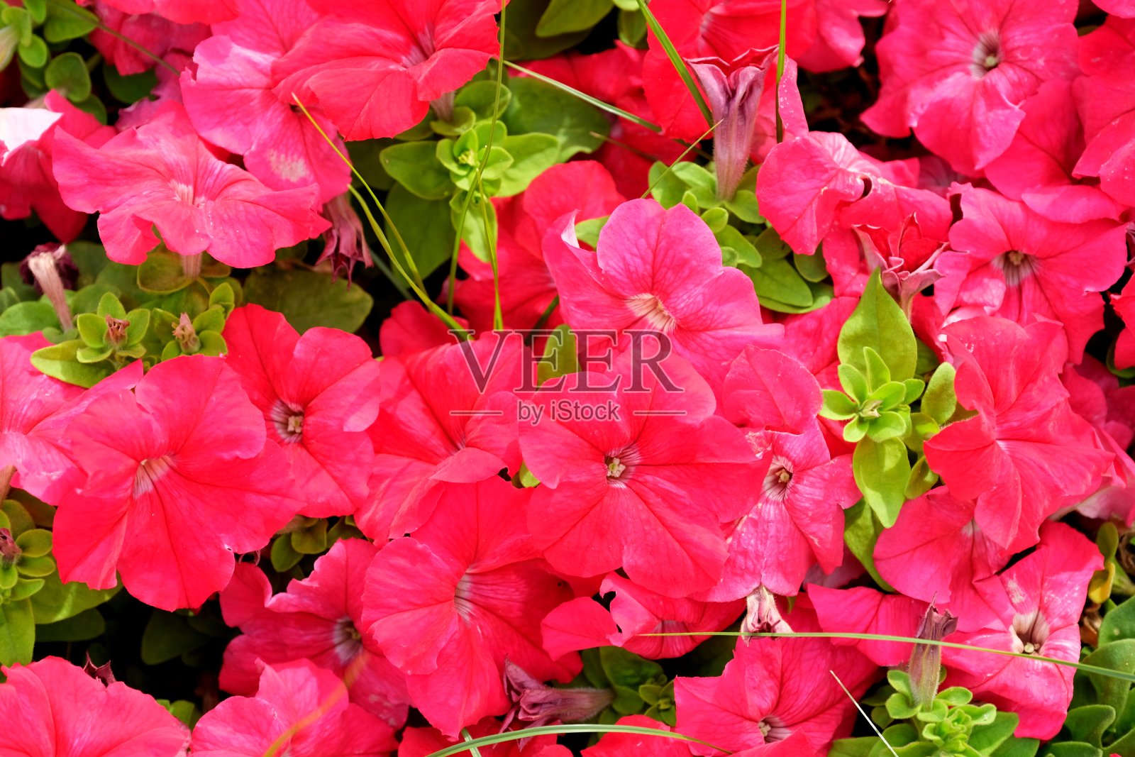 城市公园里美丽鲜艳的花朵照片摄影图片