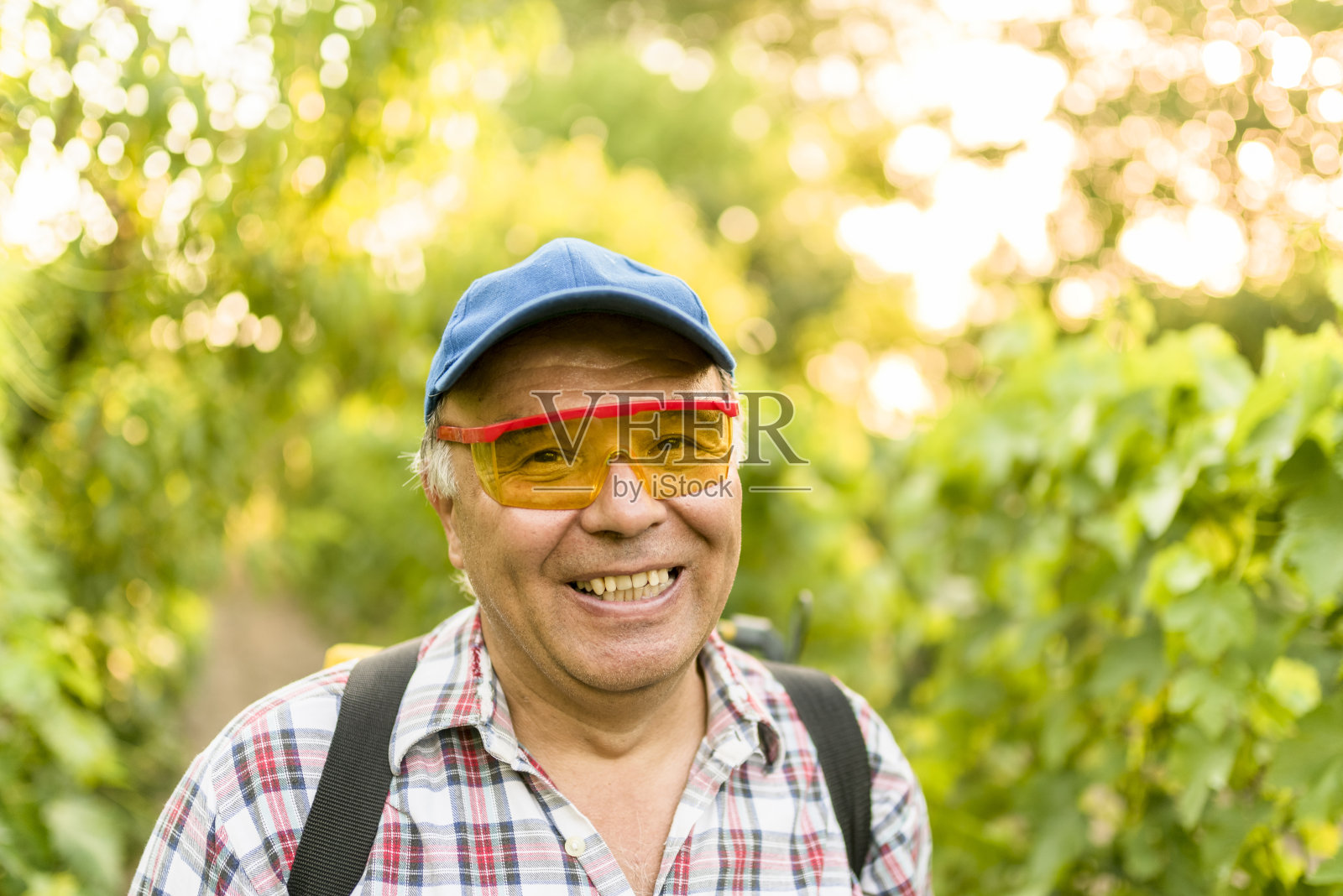 一个快乐的长者在他的葡萄园里的头像照片摄影图片