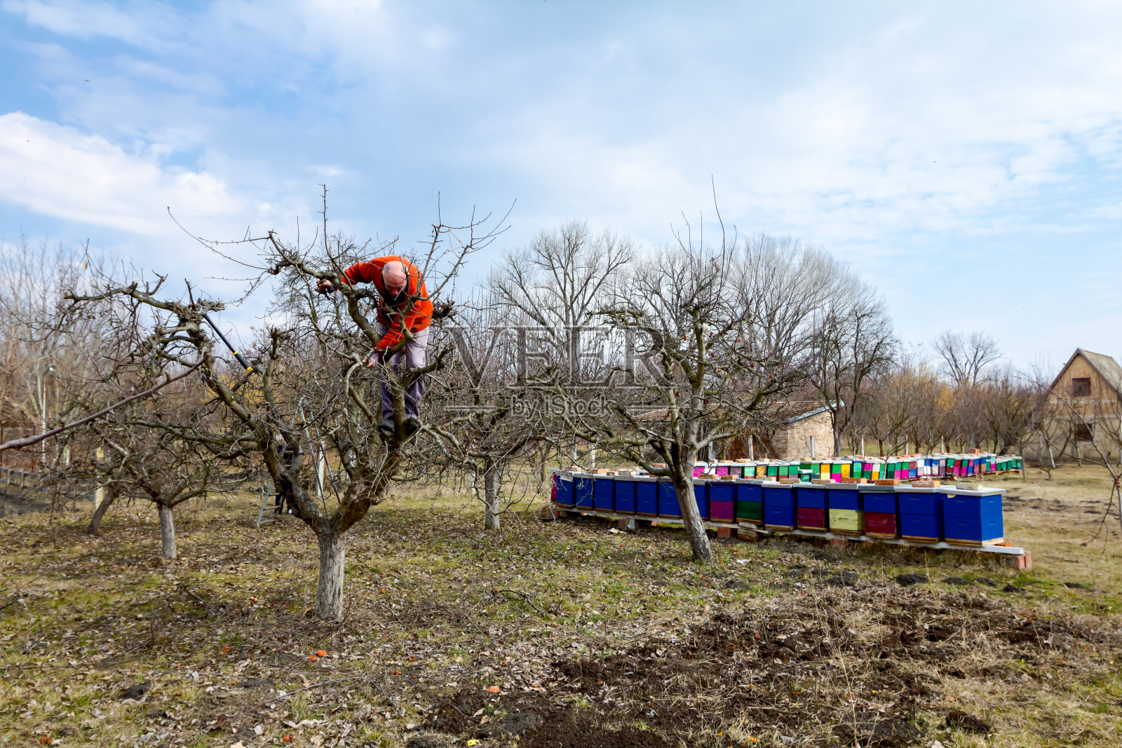园丁正在养蜂场用剪枝剪树枝，修剪果树照片摄影图片