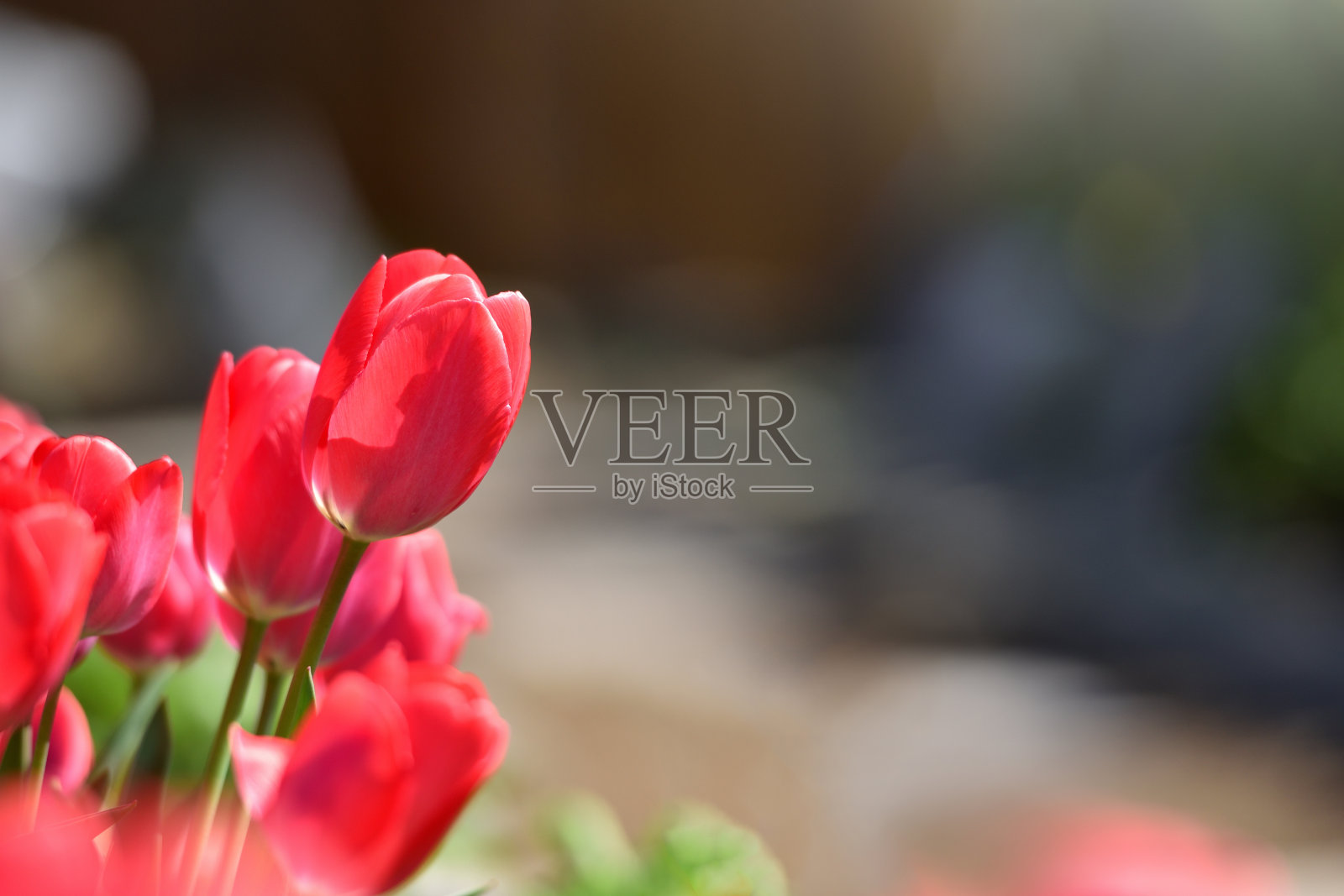 红色郁金香在一个阳光明媚的日子与文本空间的家花园照片摄影图片