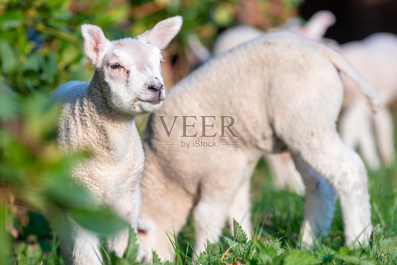 欢快嬉戏的牧羊群在牧场中选择性聚焦模糊的牛动物照片摄影图片