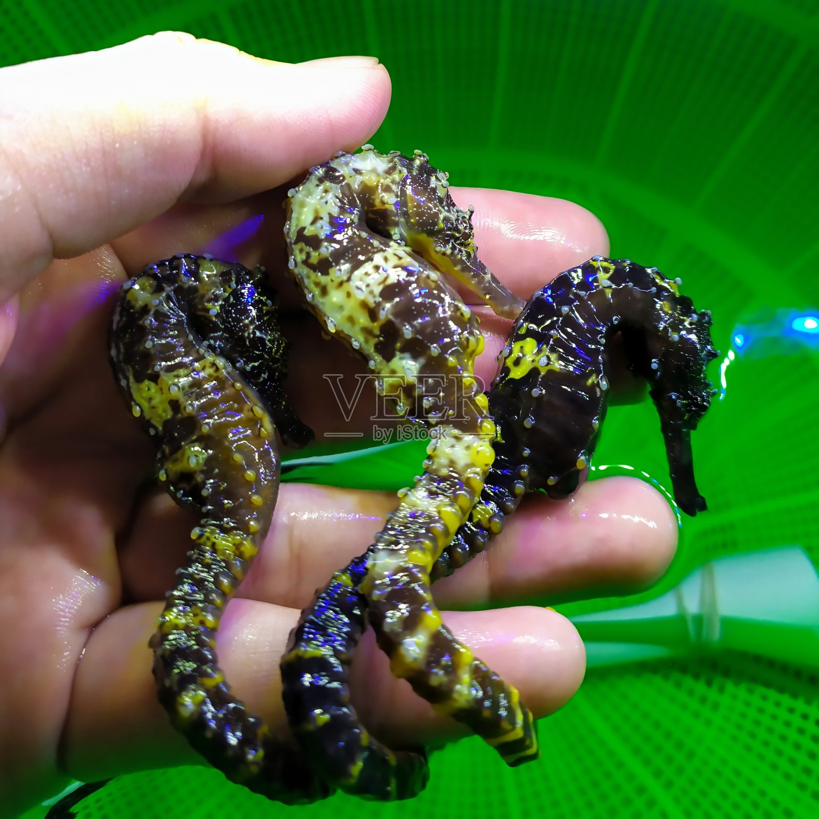 三只黄色黑色的海马照片摄影图片