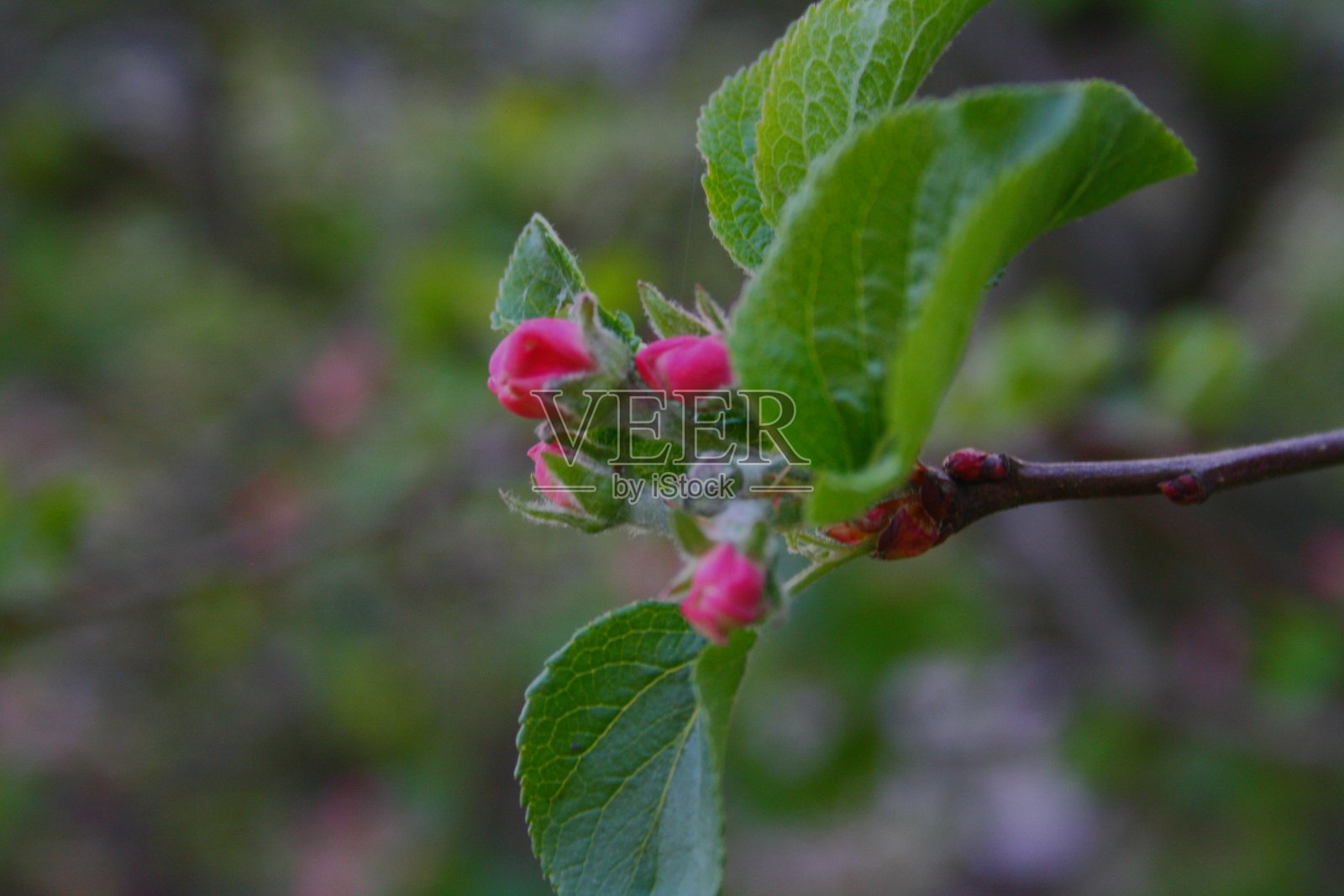 2020年4月，苹果开花照片摄影图片