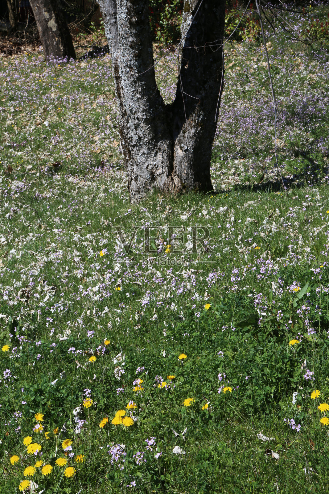 蒲公英和紫色的花在树下的花园。Saint-Gervais-les-Bains。萨瓦省。Auvergne-Rhone-Alpes。法国。照片摄影图片