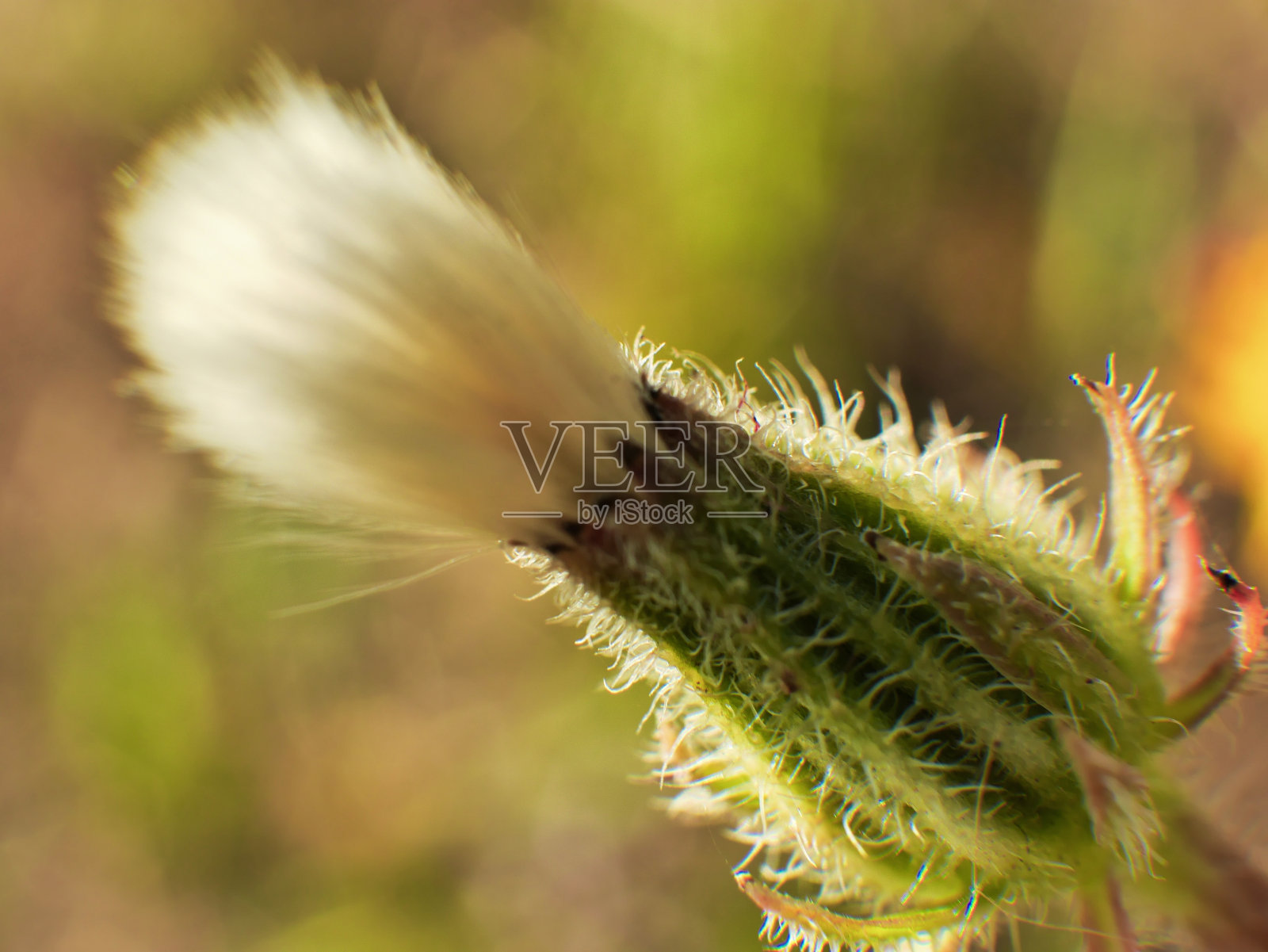 近处的蒲公英花蕾，一个蒲公英吹在绿色的背景上照片摄影图片