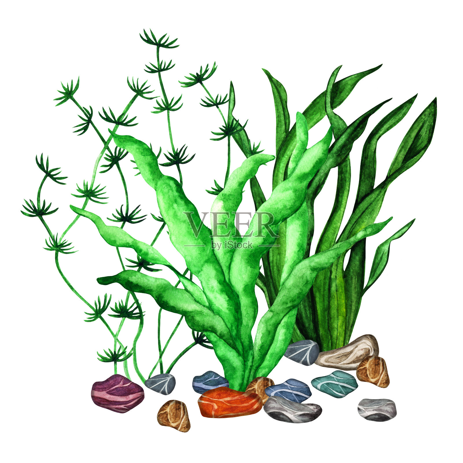 水彩海草，石头插画图片素材