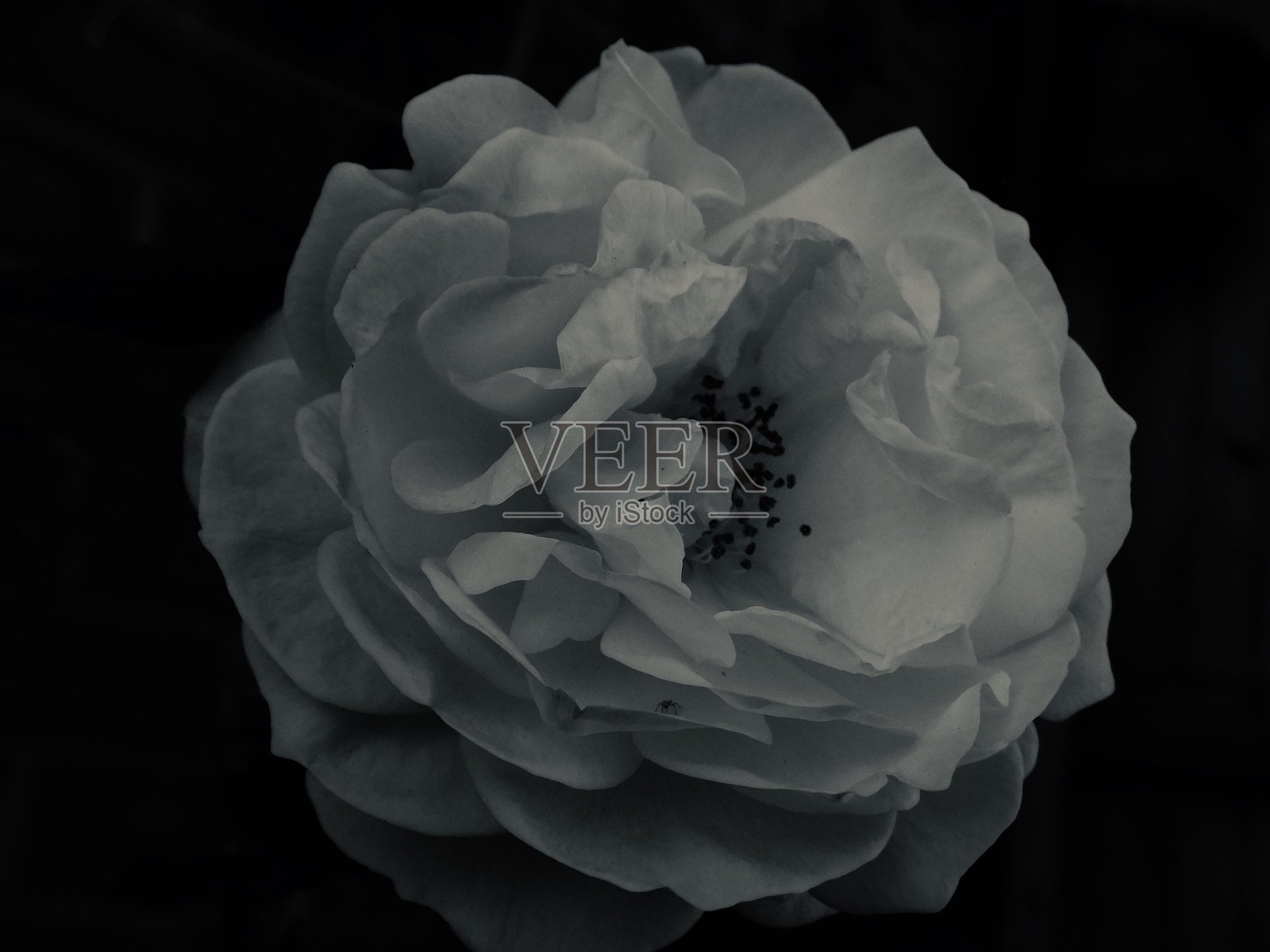 花照片摄影图片