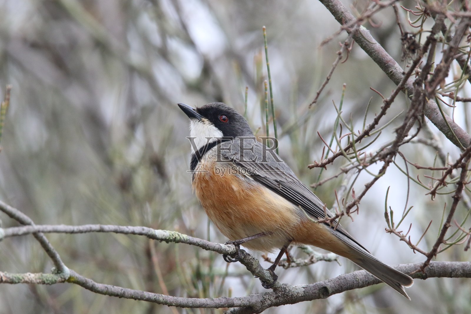红褐色的惠斯勒照片摄影图片