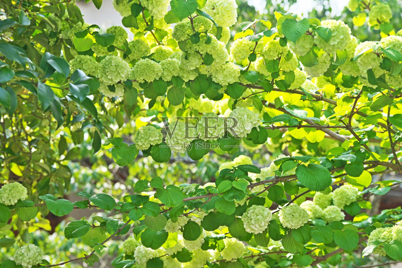 荚蒾照片摄影图片