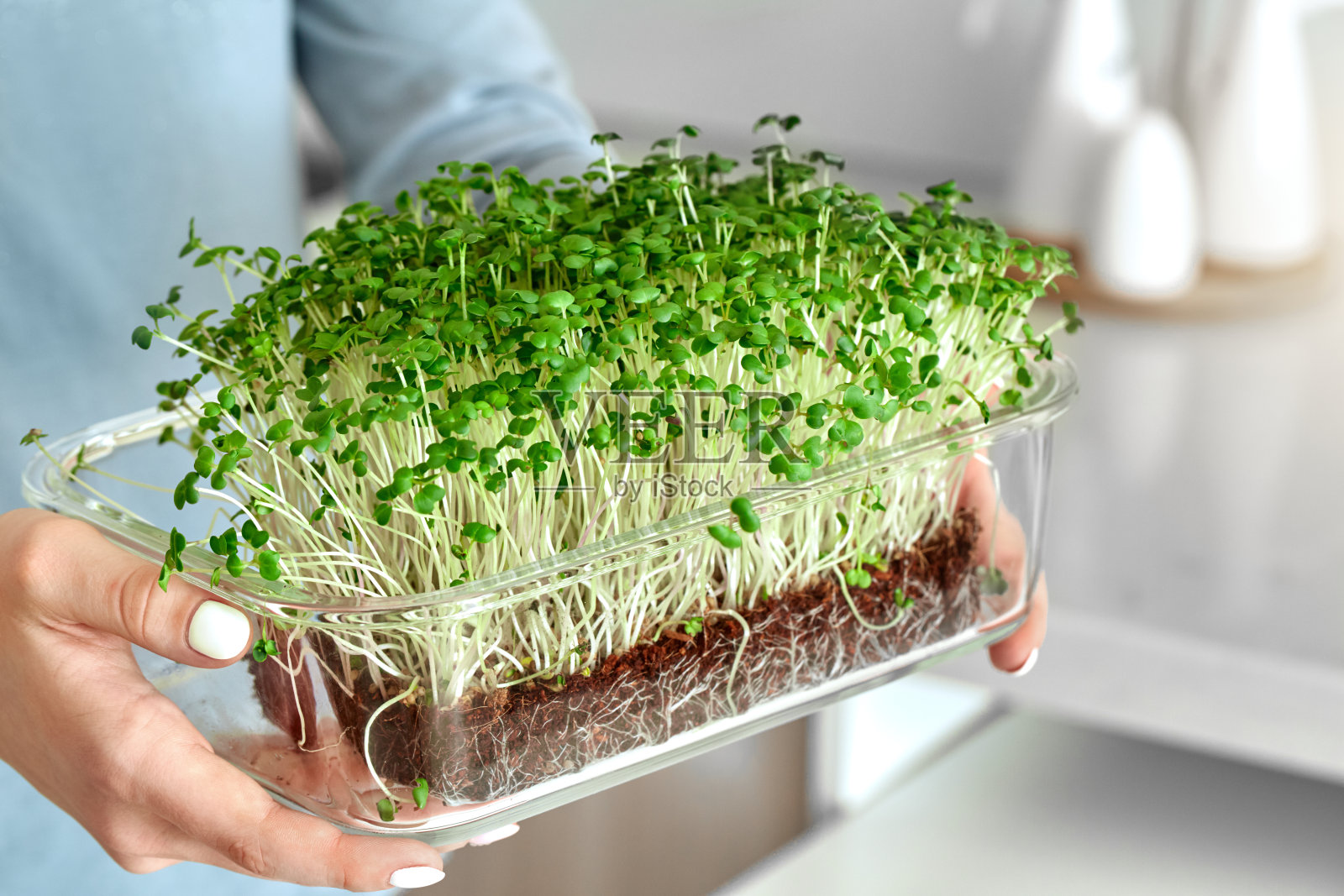 健康的生活方式。男子站在锅与豆芽特写照片摄影图片