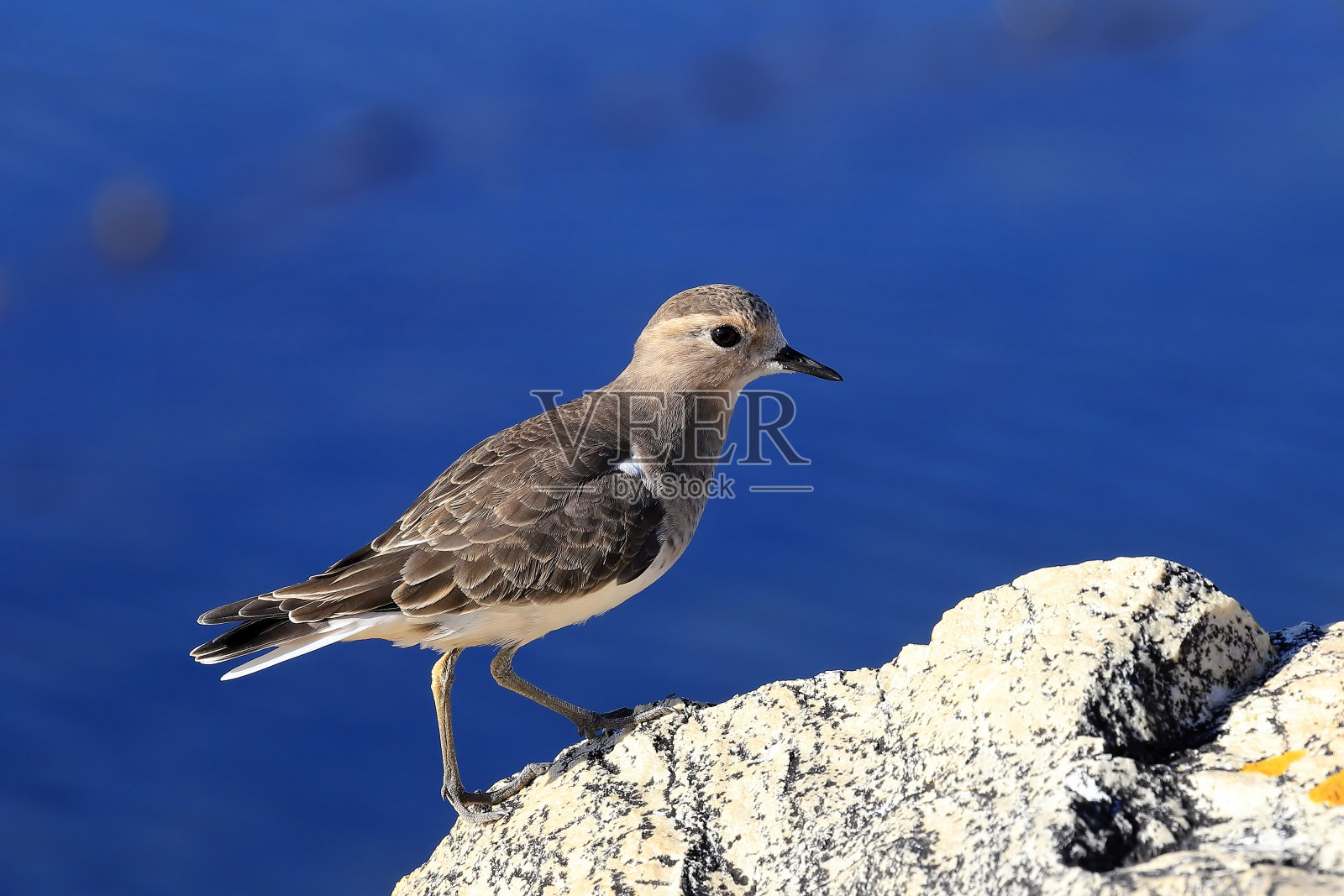 鹬照片摄影图片