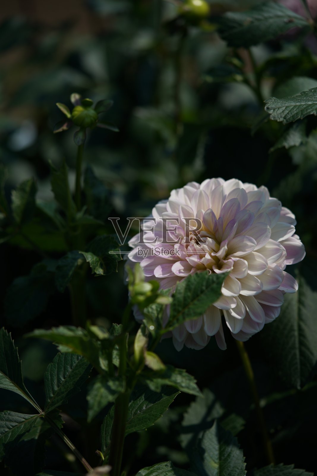 大丽花-淡霜照片摄影图片