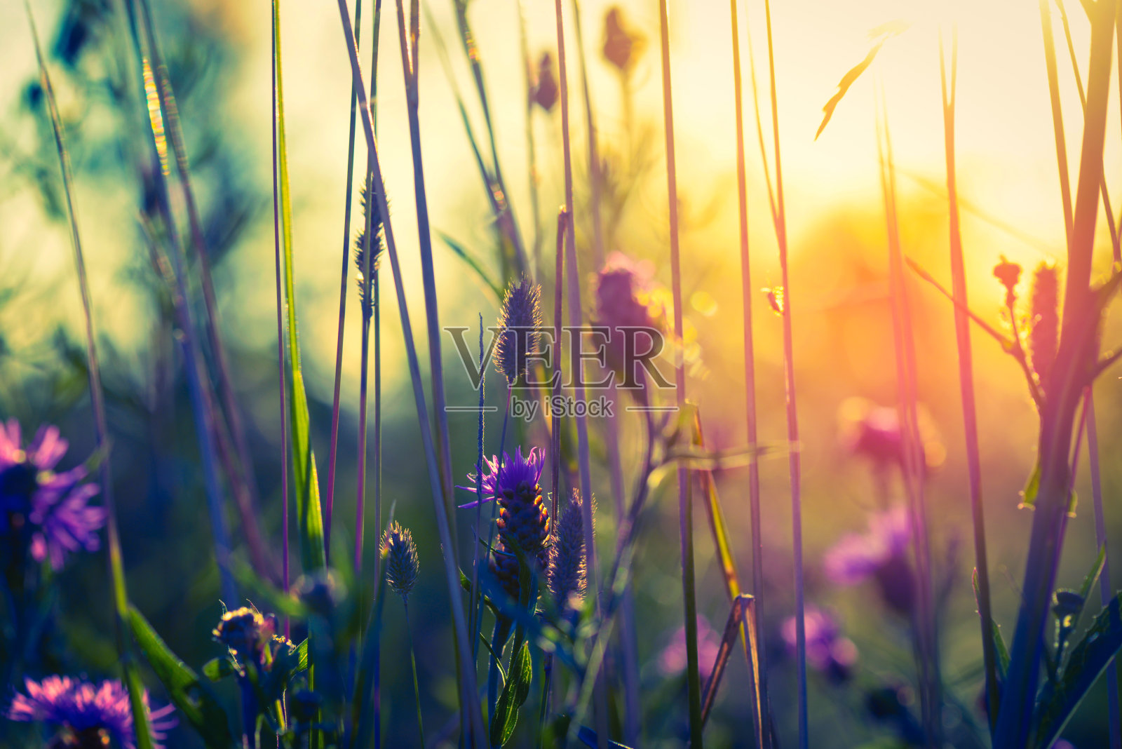 田野里的日落照片摄影图片