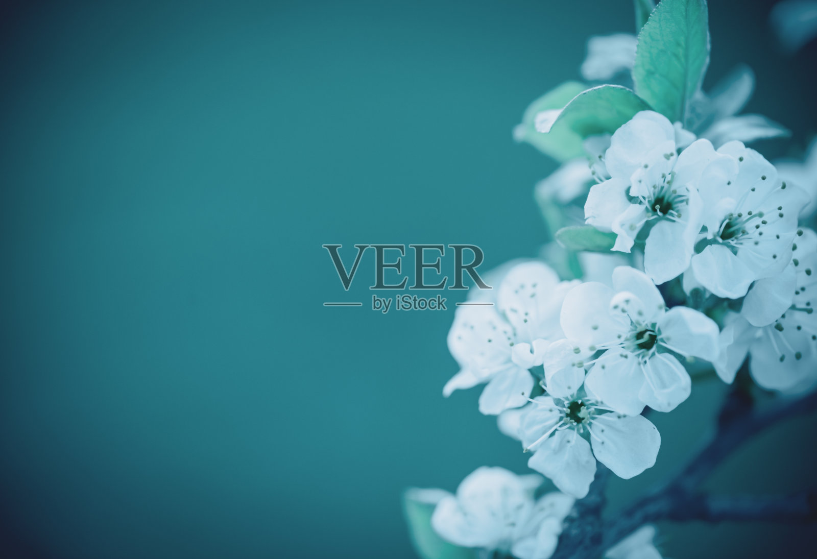 春天的花朵照片摄影图片