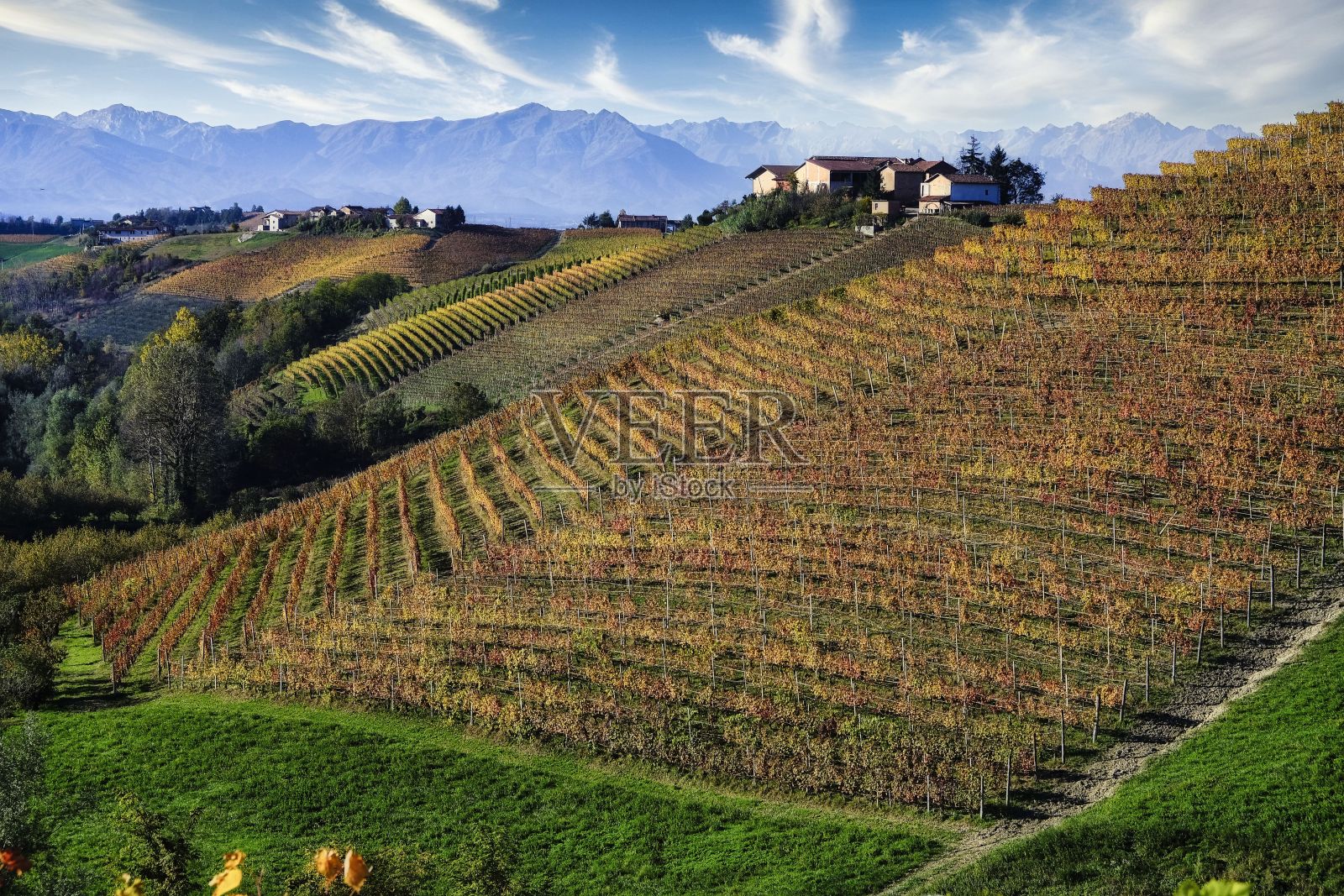 阿尔巴附近Piedmontese Langhe的葡萄园景观照片摄影图片