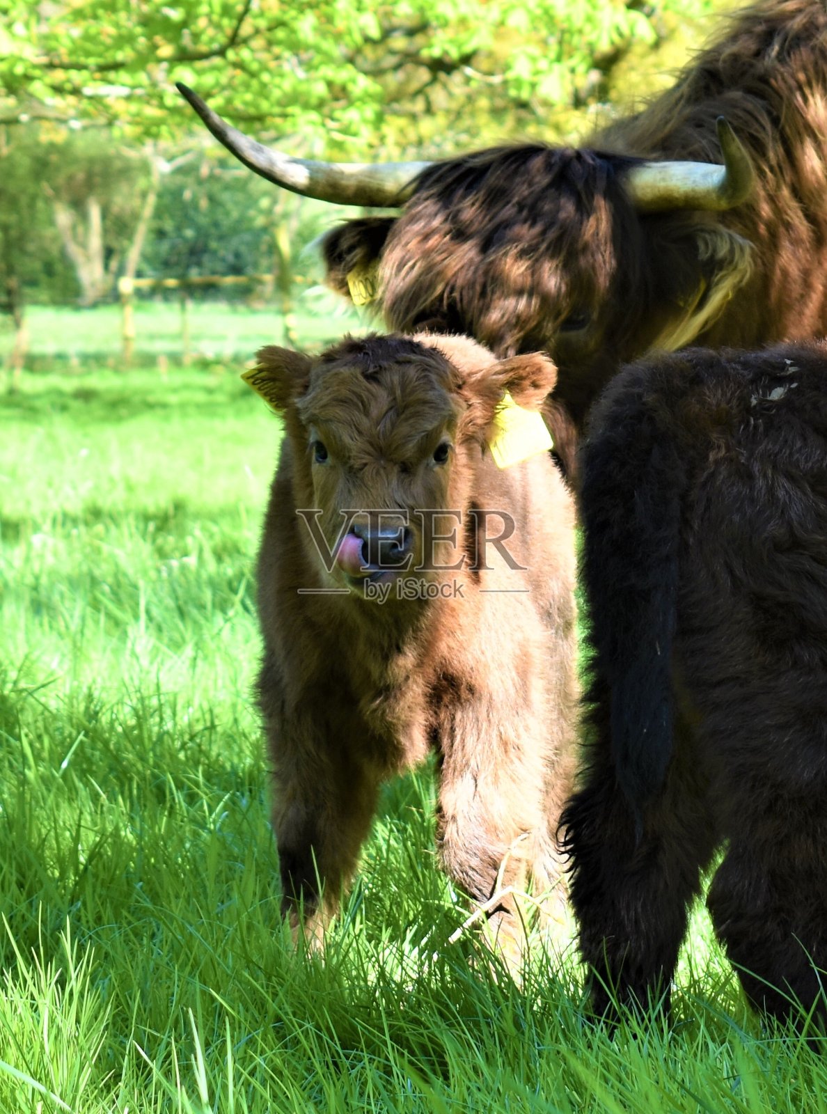 小小牛照片摄影图片