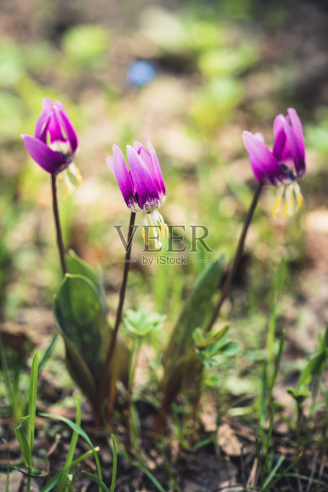 西伯利亚小鹿百合照片摄影图片