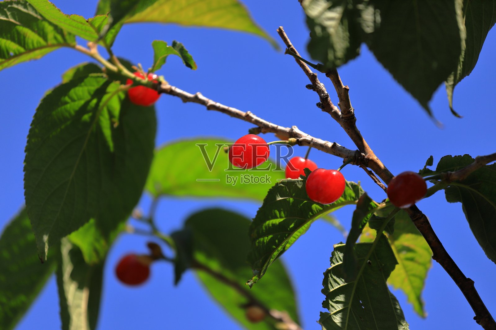 樱桃在树上。照片摄影图片