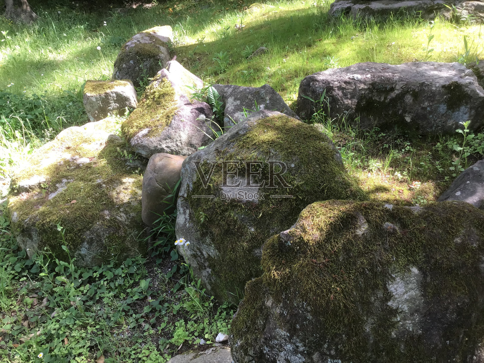 日本花园里长满苔藓的岩石照片摄影图片