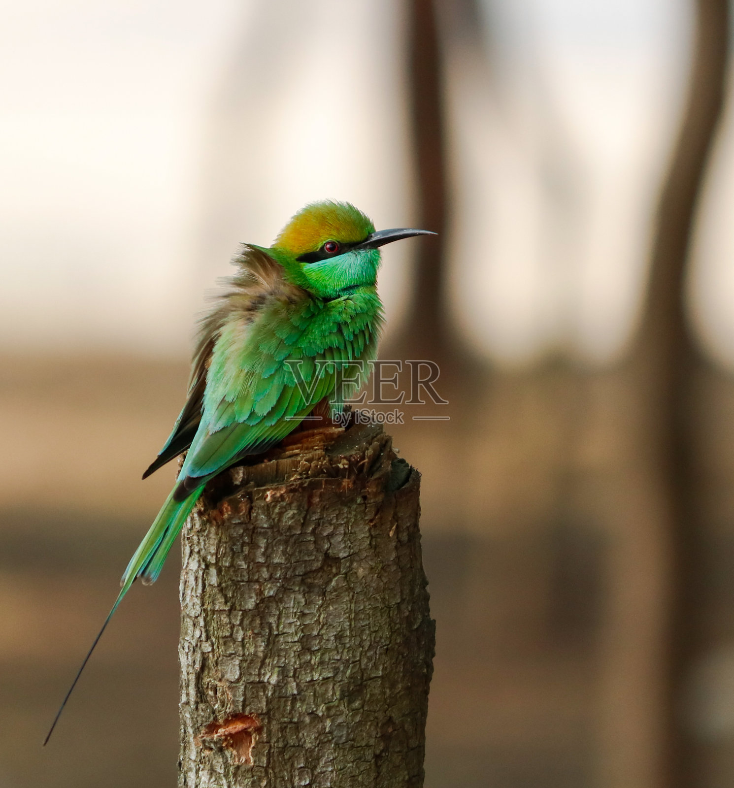 绿色的蜜蜂在早上吃照片摄影图片
