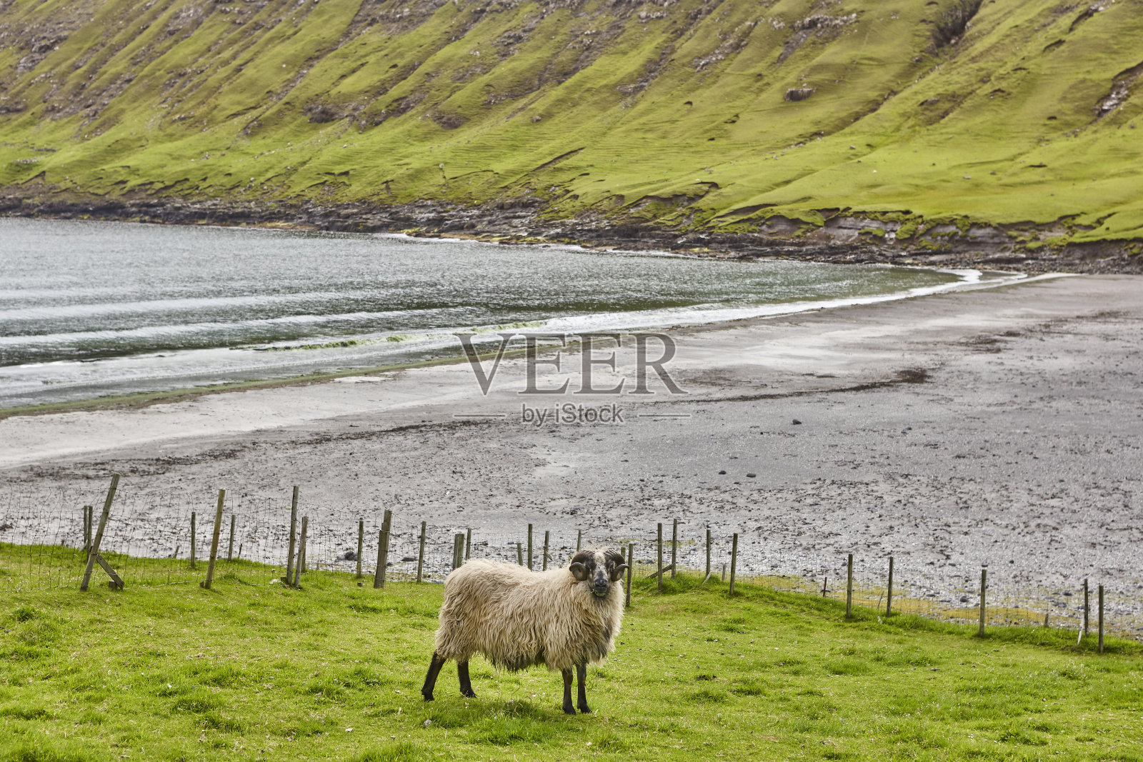 在法罗群岛海岸线上吃草的绵羊。绿色景区景观照片摄影图片