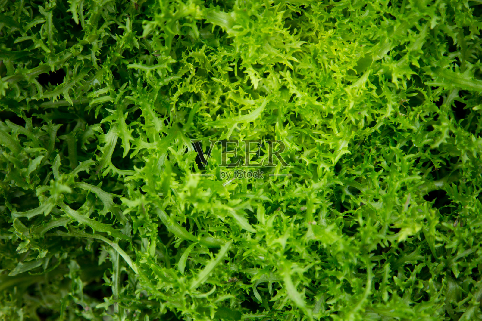 西班牙北部地区的有机农场照片摄影图片