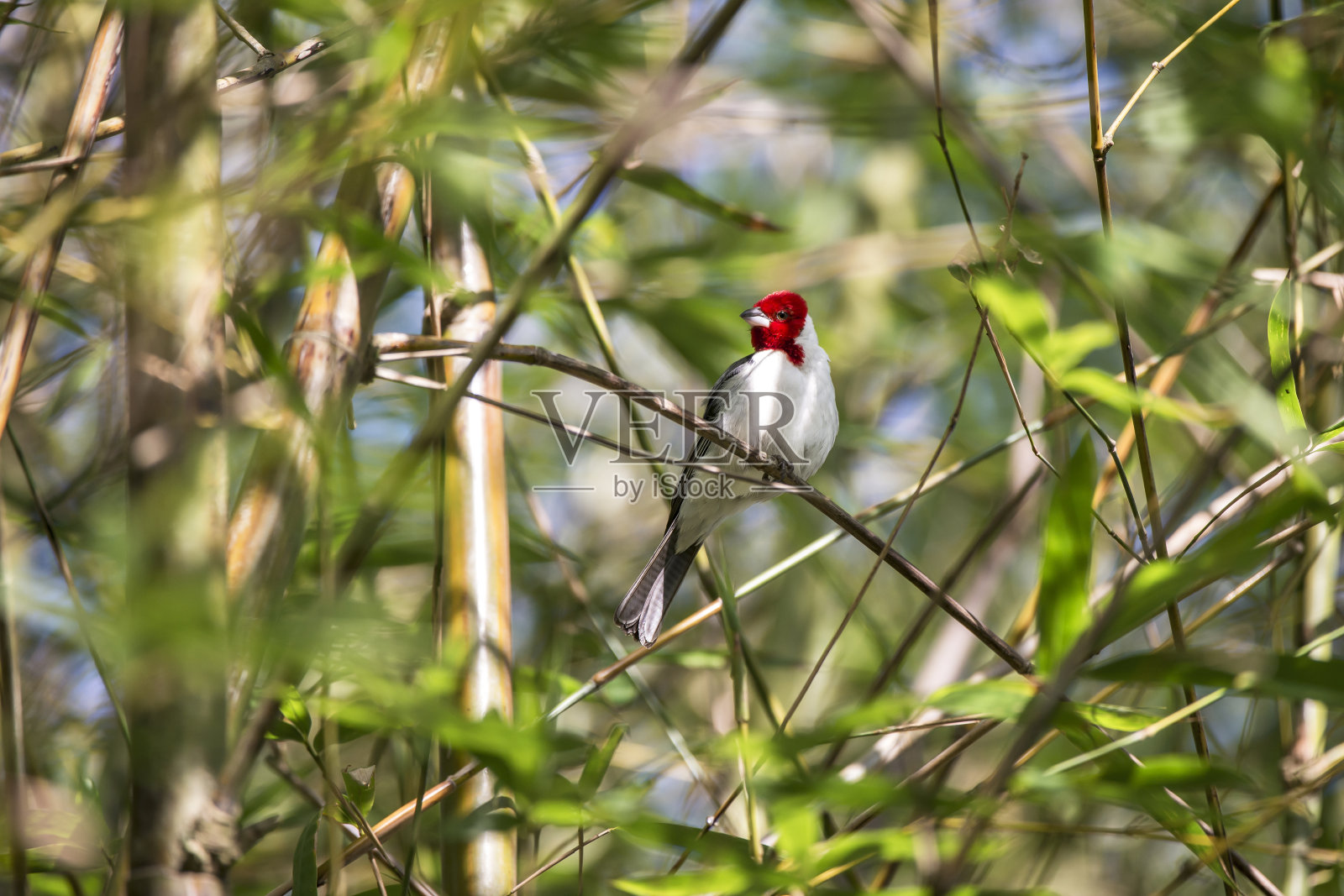 红衣凤头鸟在圣埃斯皮里托的林哈拉斯拍摄。照片摄影图片