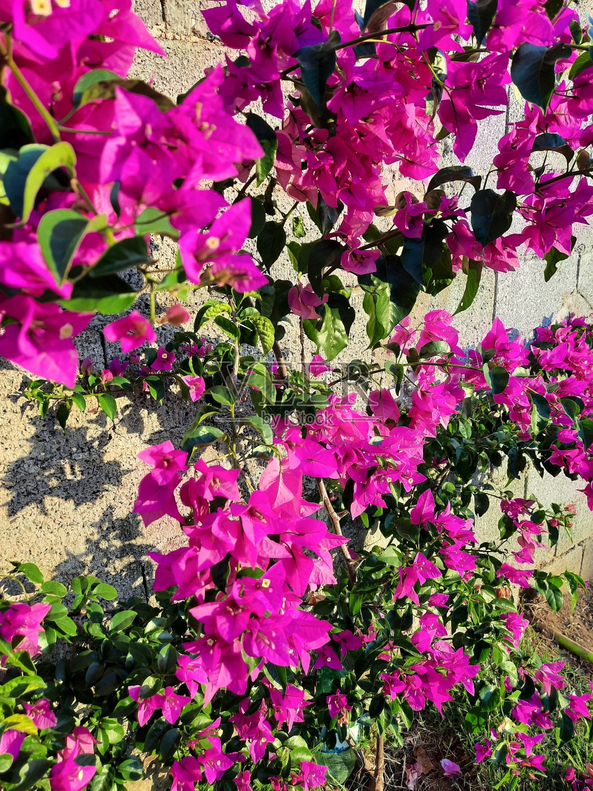 墙的玫瑰照片摄影图片