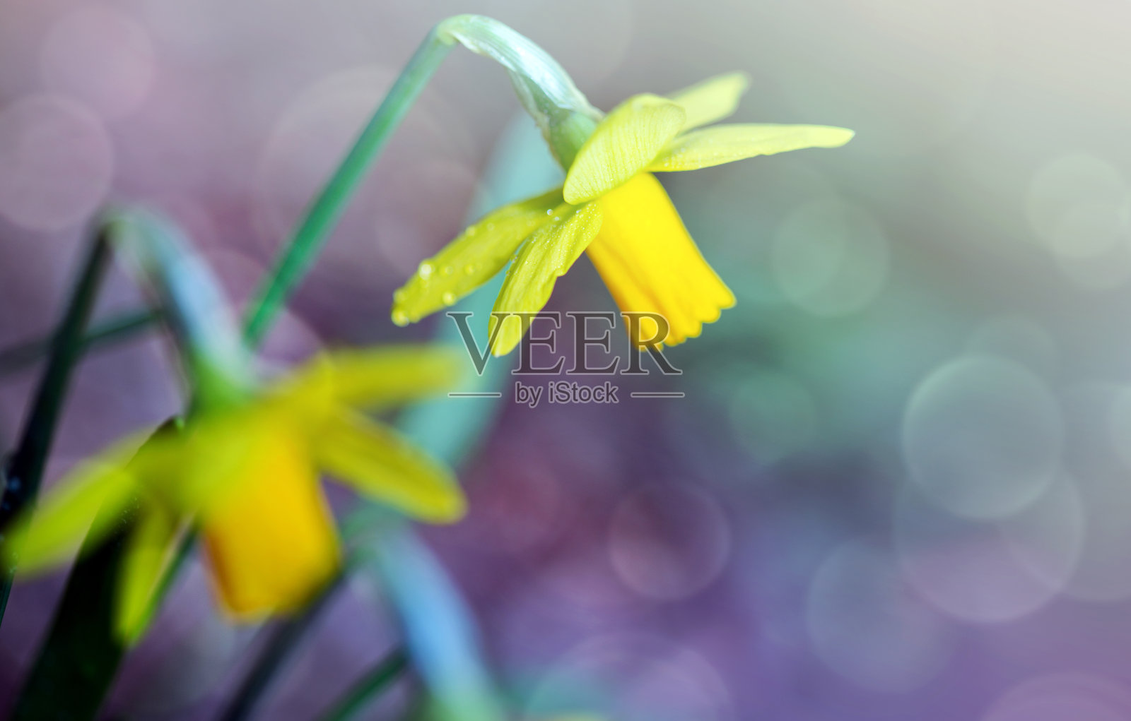 近黄水仙花孤立。照片摄影图片