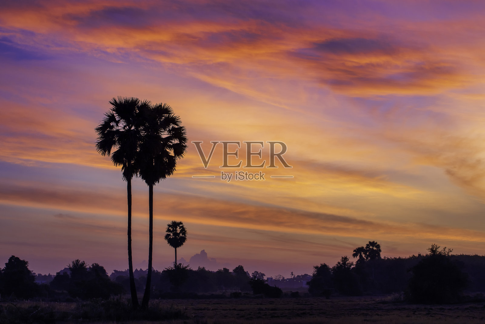 早晨的风景和黑色的棕榈树剪影照片摄影图片