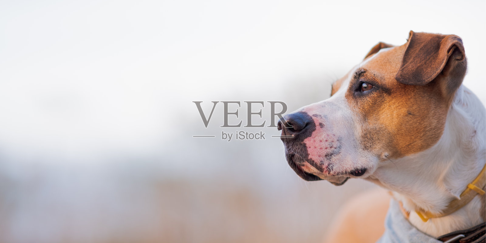 户外活跃的狗的肖像，英雄拍摄和复制空间。照片摄影图片