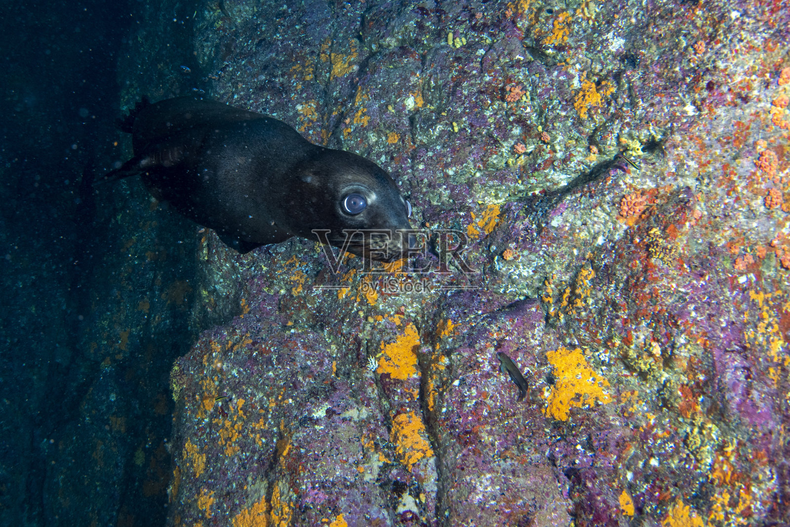海狮在科尔特斯海潜水时海豹在水下照片摄影图片